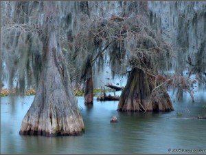 Cypress trees and irish moss in Honey Island Swamp. Slidell, Louisiana; Moss laden cypress trees, with their characteristic cypress knee root system, grow in shallow water or on nearby land.