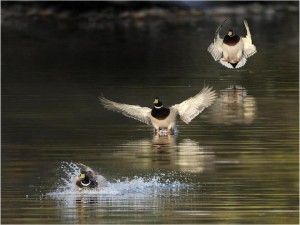 Ducks landing on water